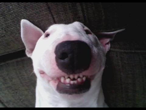 Собака с тупой мордой