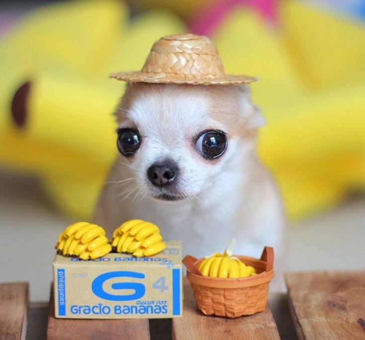 Мемы с чихуа Хуа