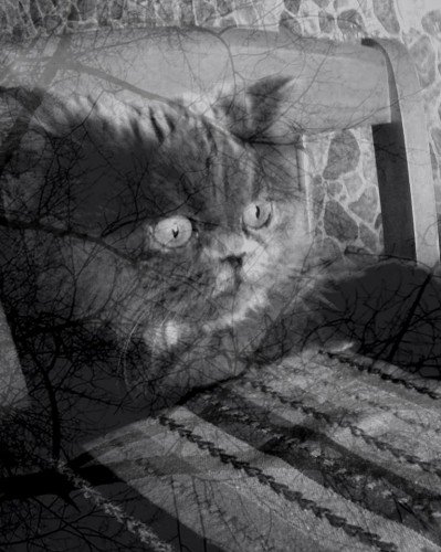 Депрессивный кот