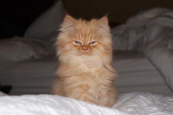 Сонный котик