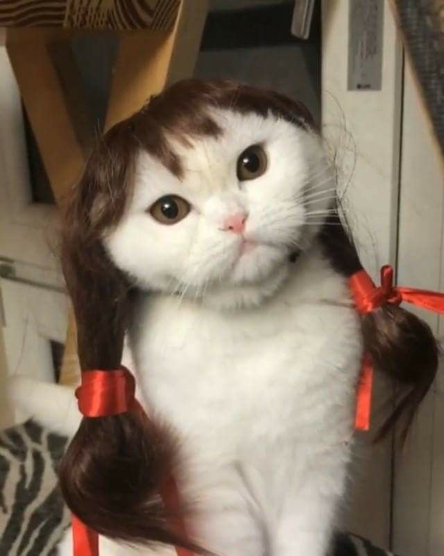 Кошка в парике с косичками