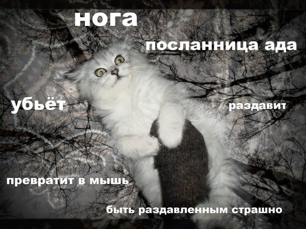 Тлен котенок
