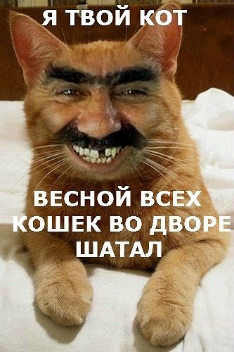 Кот кавказец