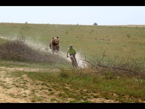 Человек убегает от медведя