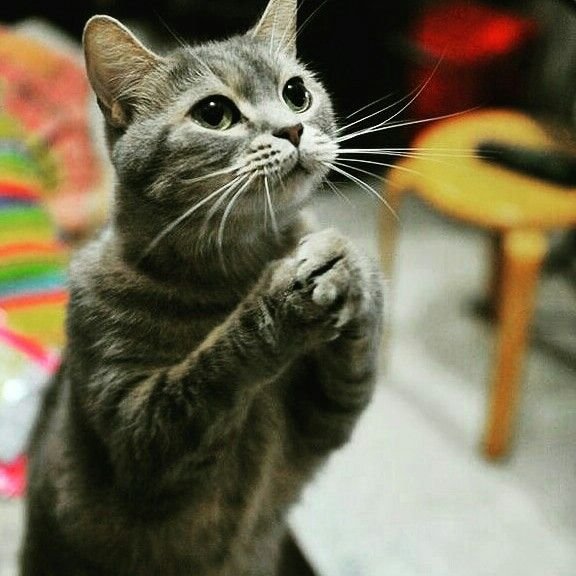Котик умоляет