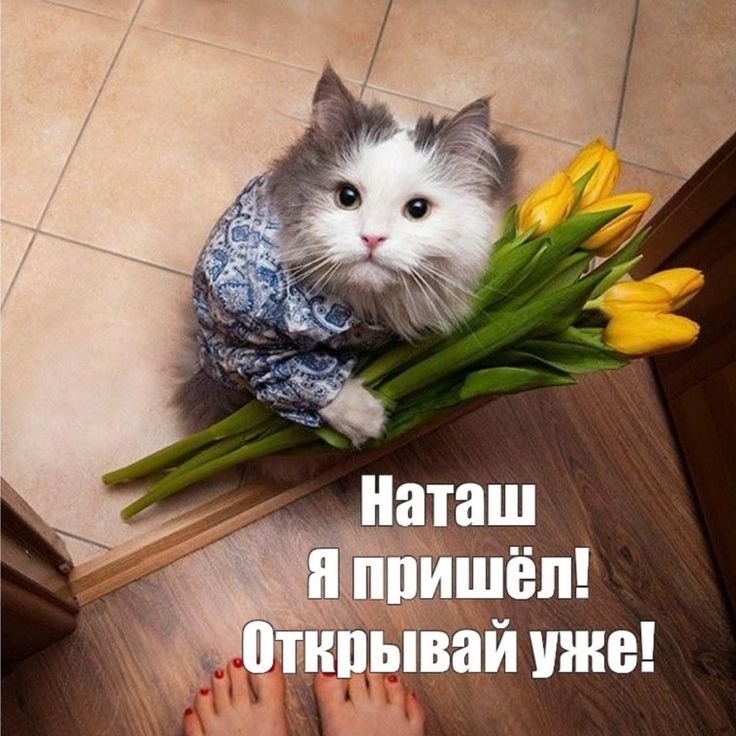 Кот с букетом