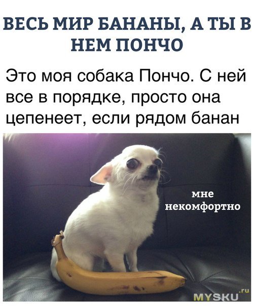 Собака некомфортно
