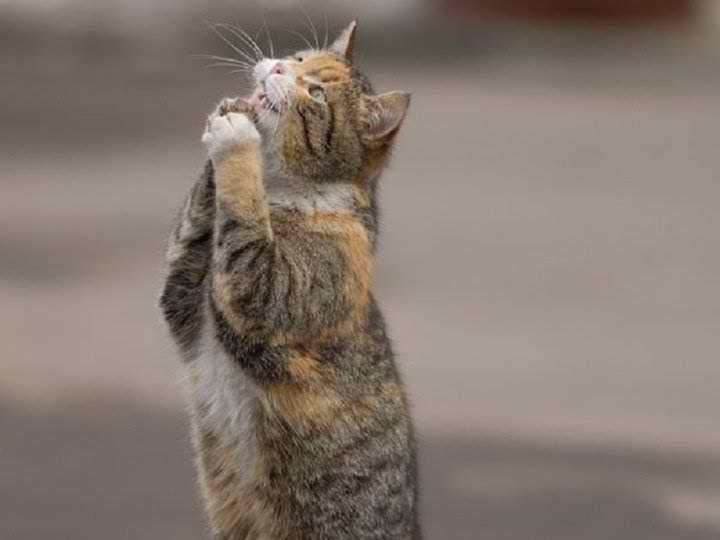 Кот молится