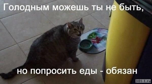Голодный котик