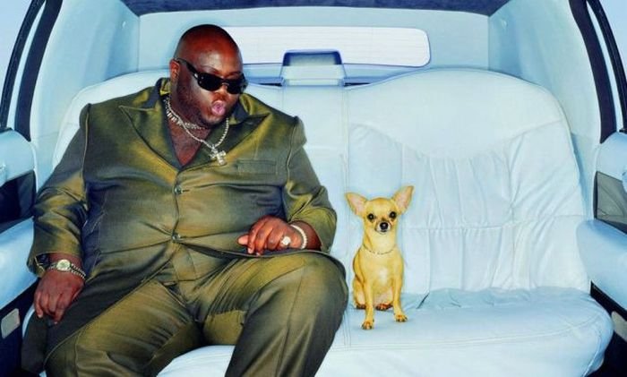 Большие мужчины с маленькими собачками