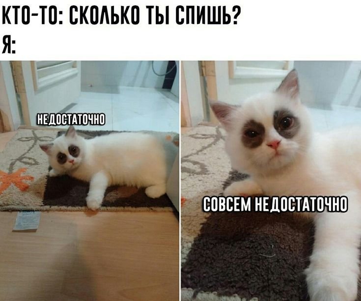 Кот с кругами под глазами Мем