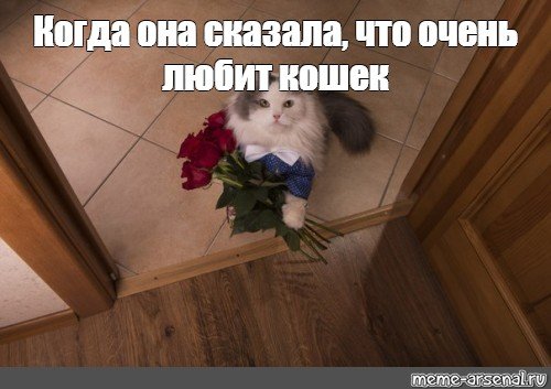 Кот с цветами пикча