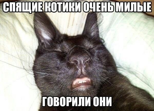 Спящие котики с надписями