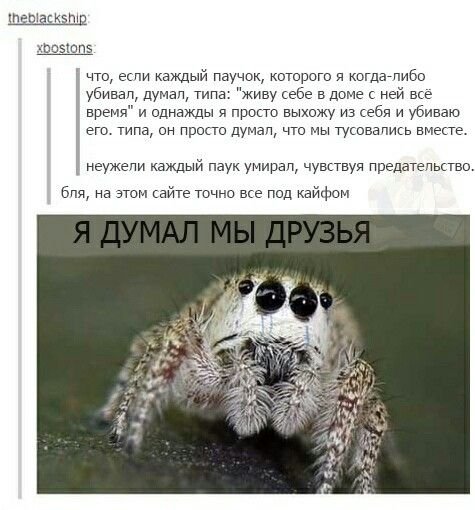 Когда паучка не убил а отпустил