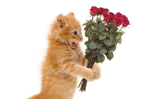 Котенок поздравляет с днем рождения