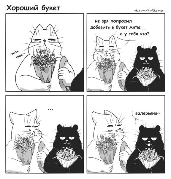 Кошачья мята приколы