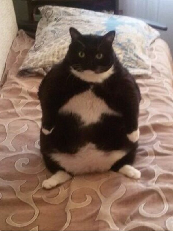 Пухлые коты