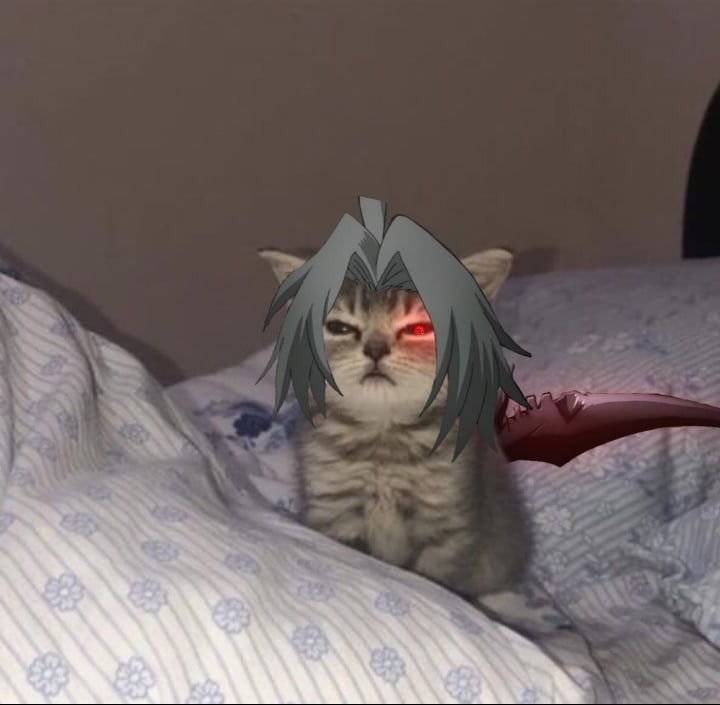 Фото котика Гуля