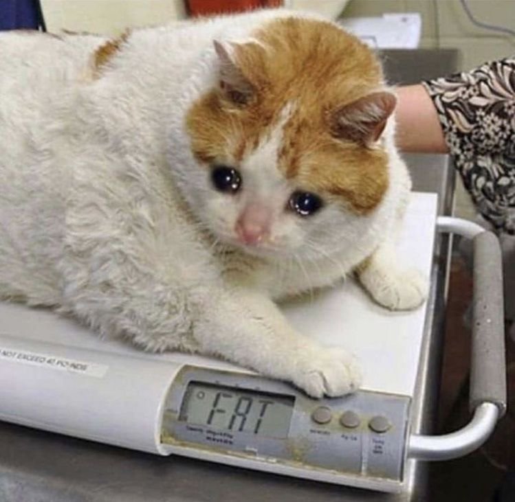 Самый толстый кот