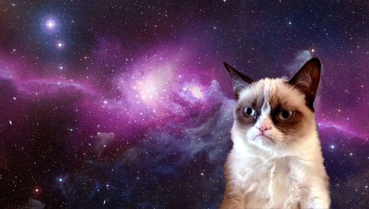 Космический котик