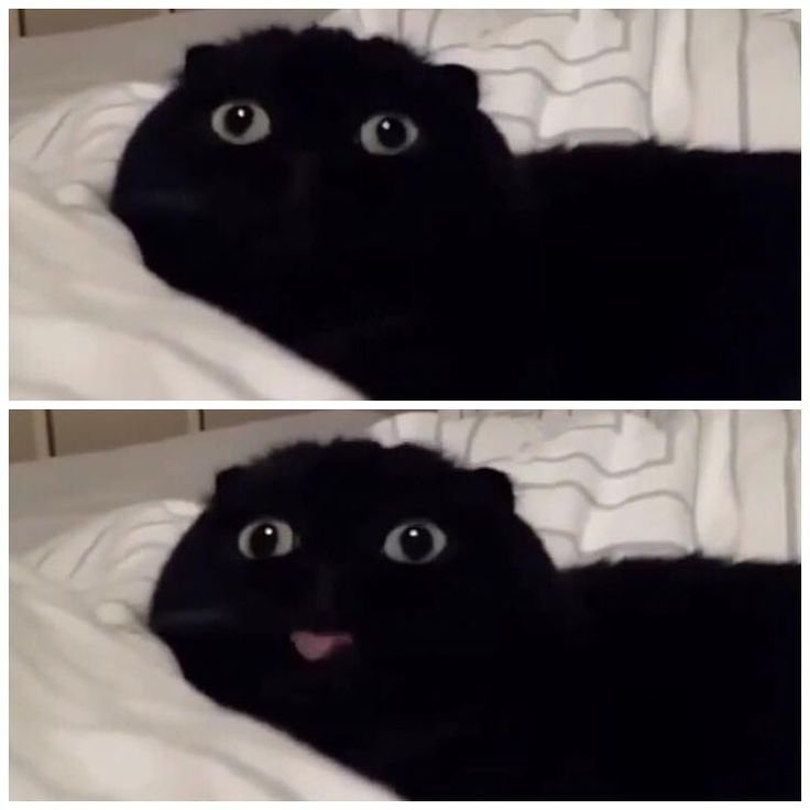 Черный кот Мем