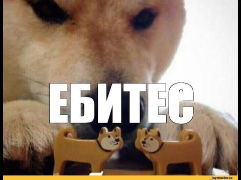 Мемы с собаками