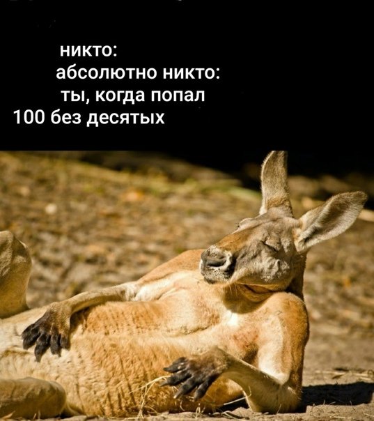 Смешные кенгуру