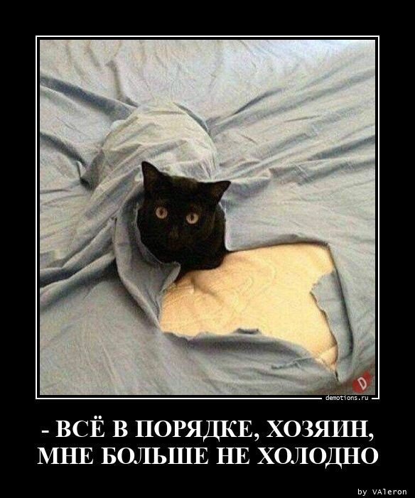 Кот завернутый в одеяло