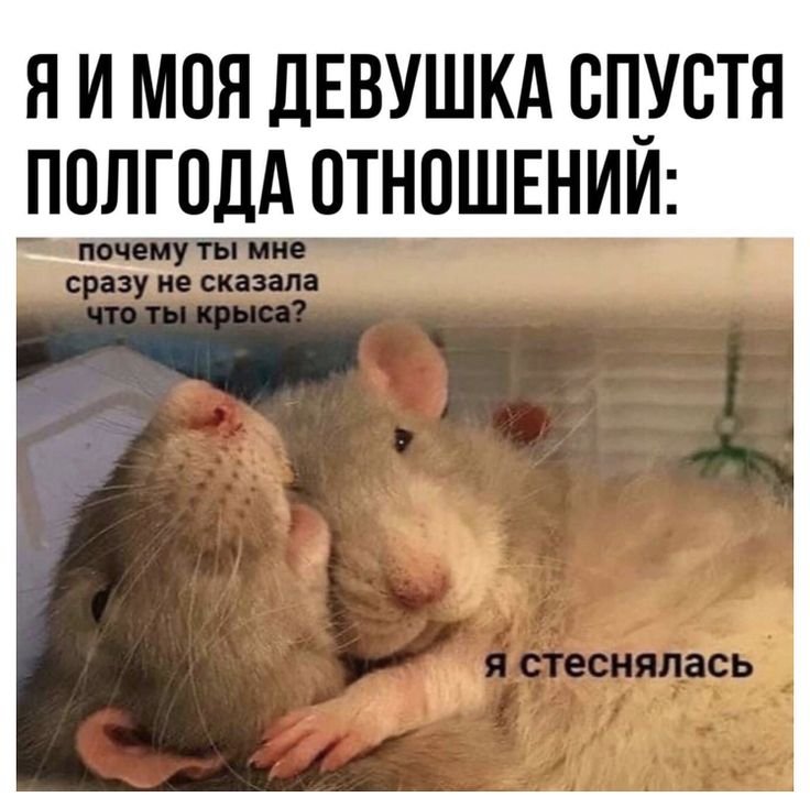 Крыса прикол