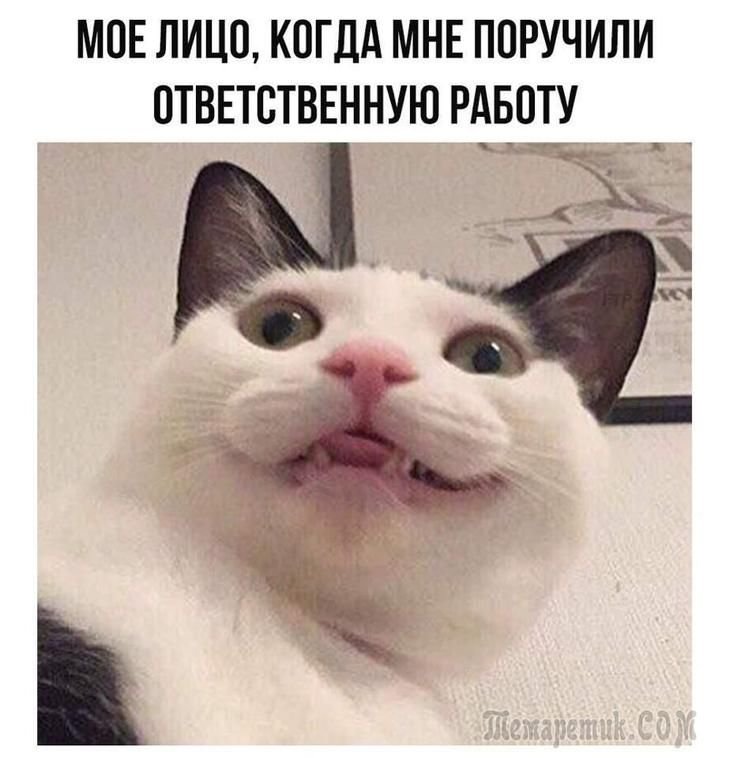 Мемы с котиками