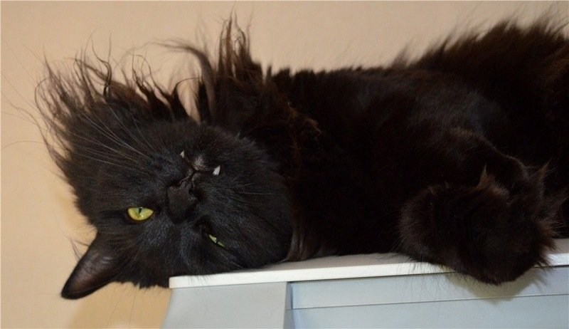 Лохматая черная кошка