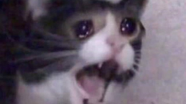 Кот кричит Мем