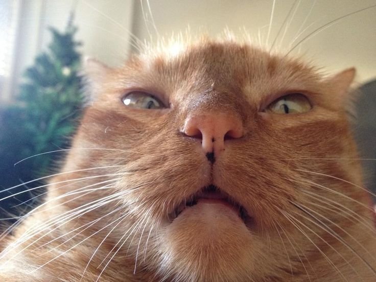 Смешная морда кота