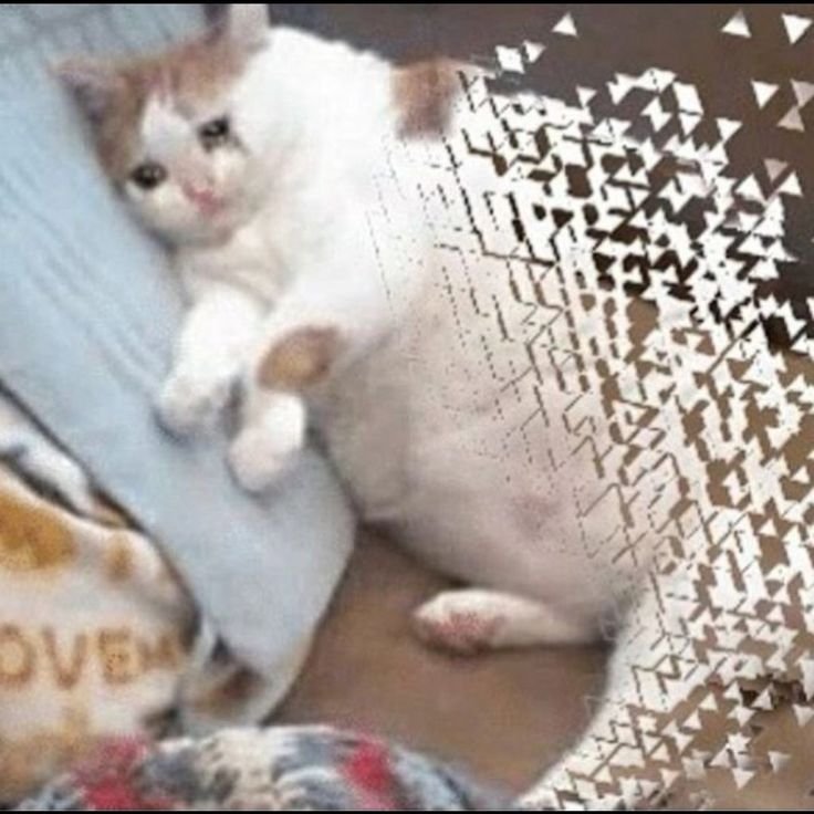 Толстый Плачущий кот