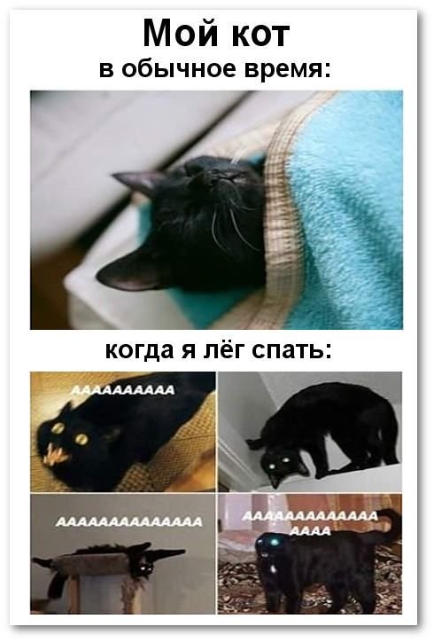 Котики смешные мемы