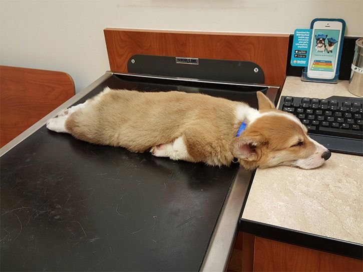 Щенок устал