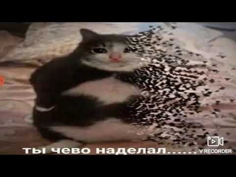 Кот растворяется