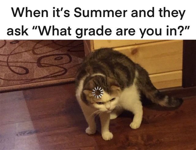 Котик не понимает