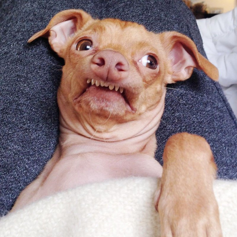 Смешные собаки