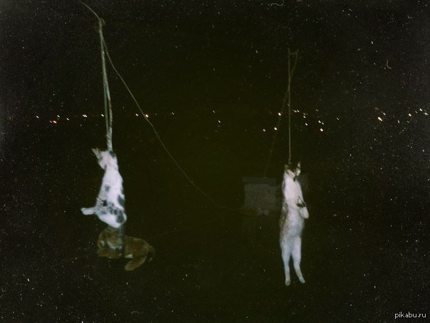 Котенок в петле