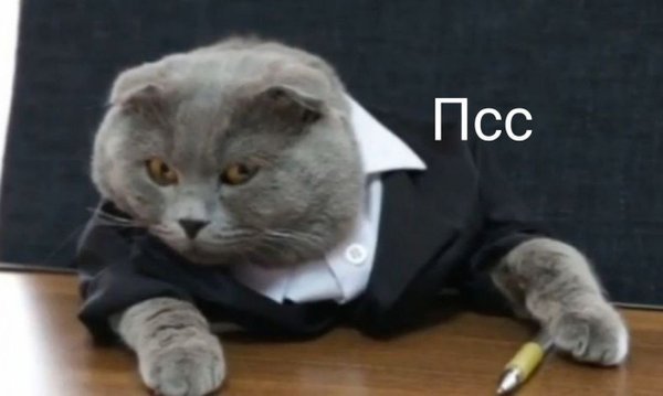 Деловой кот