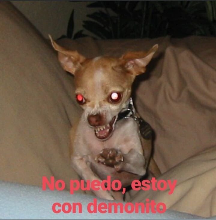 Маленькая злая чихуахуа