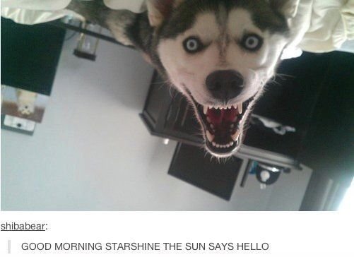 Хаски Смайл дог убийца