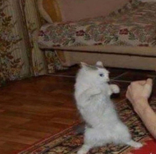 Кот боксер Мем