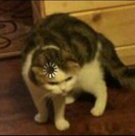 Кот загрузка мозга