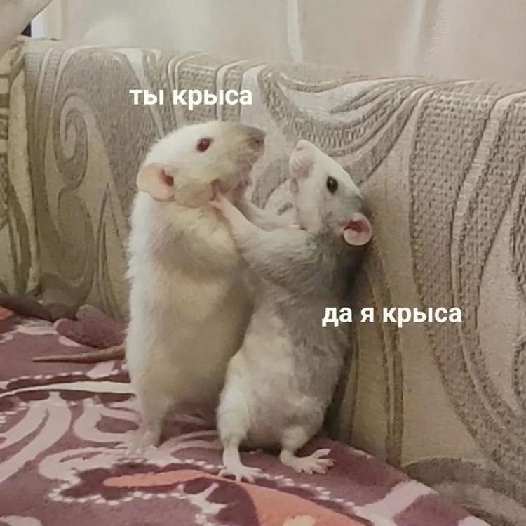 Ты крыса да я крыса