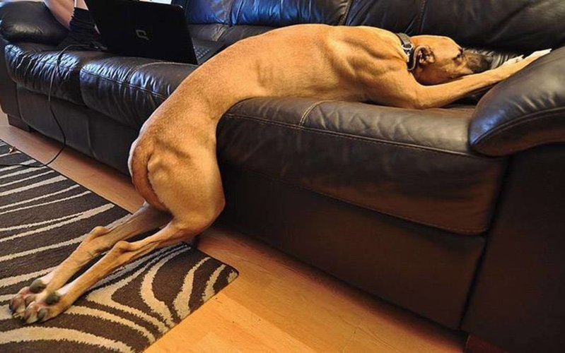 Собака лежит