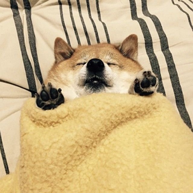 Ленивая собака