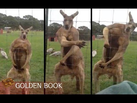 Кенгуру похож на человека