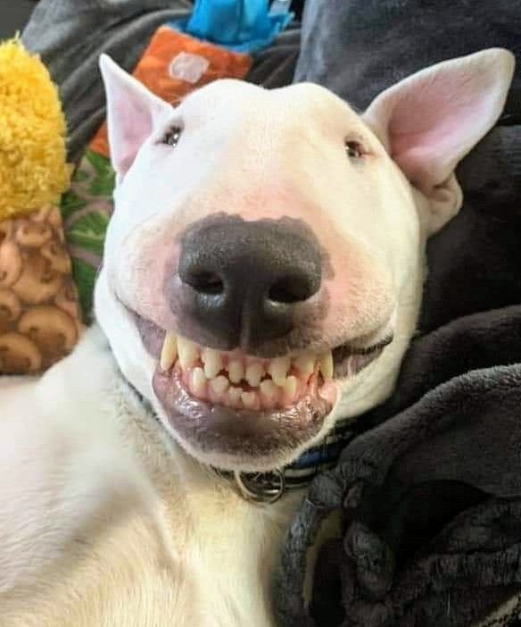 Бультерьер чистокровный